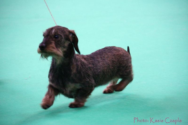 Crufts2011_2 1178.jpg